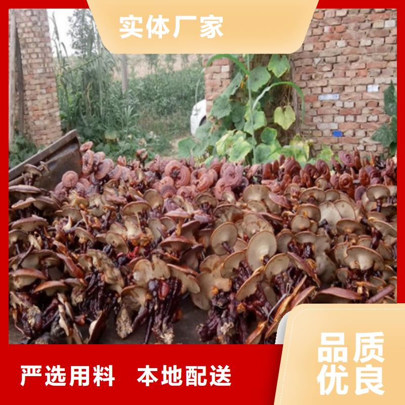 灵芝粉什么价格