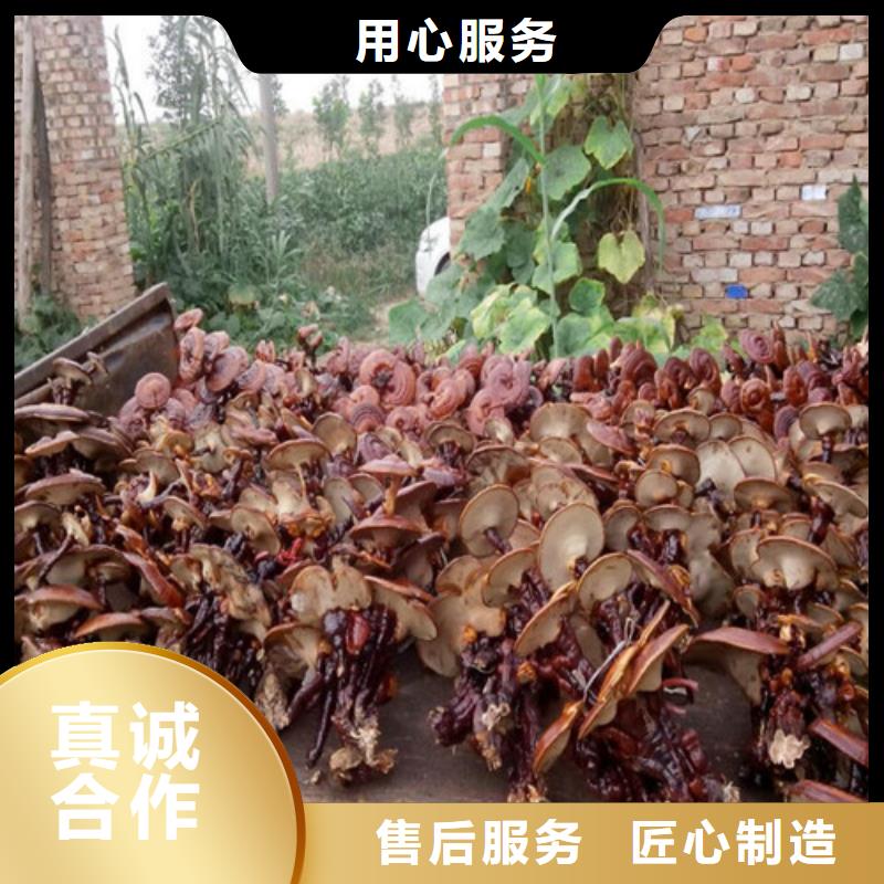 货源充足的灵芝种植技术培训实力厂家