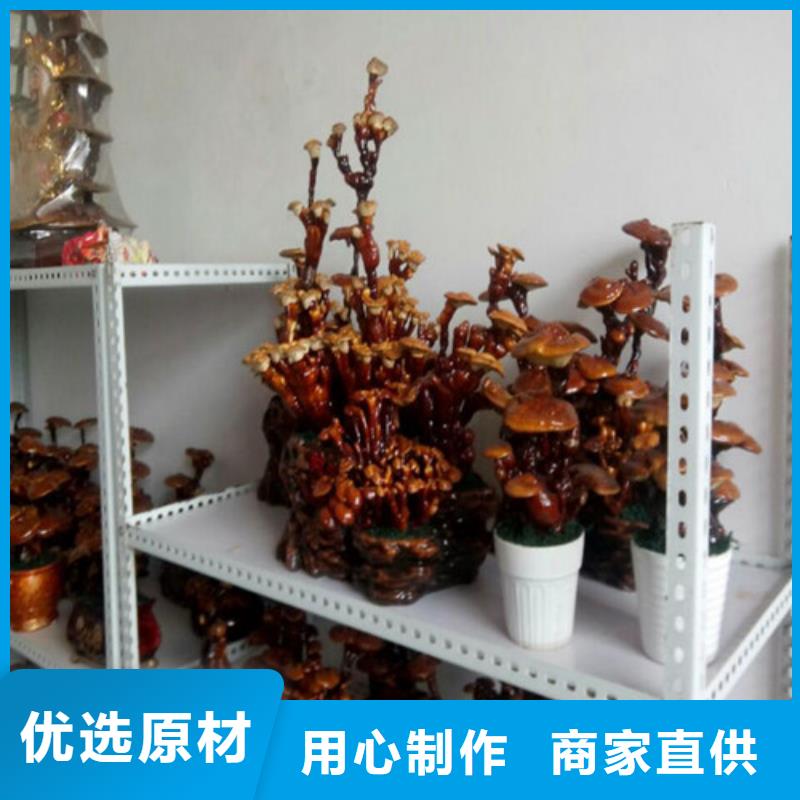 灵芝粉品牌:云海灵芝种植专业合作社