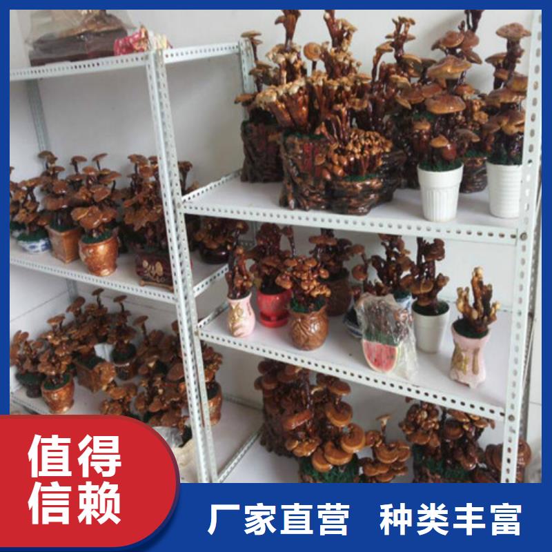 
灵芝超细粉批发品类齐全