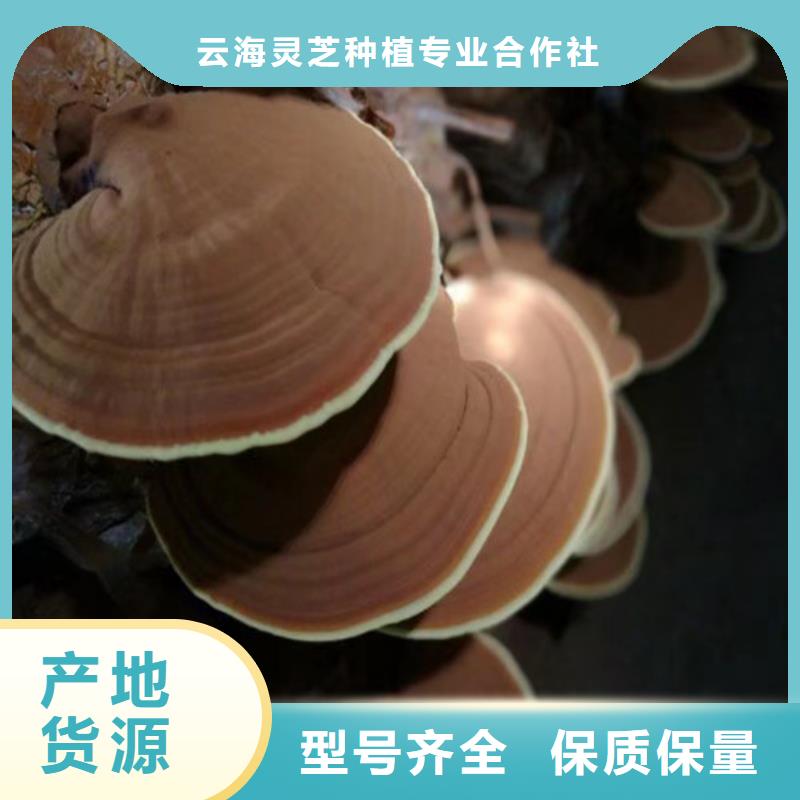 破壁灵芝孢子的用途分析