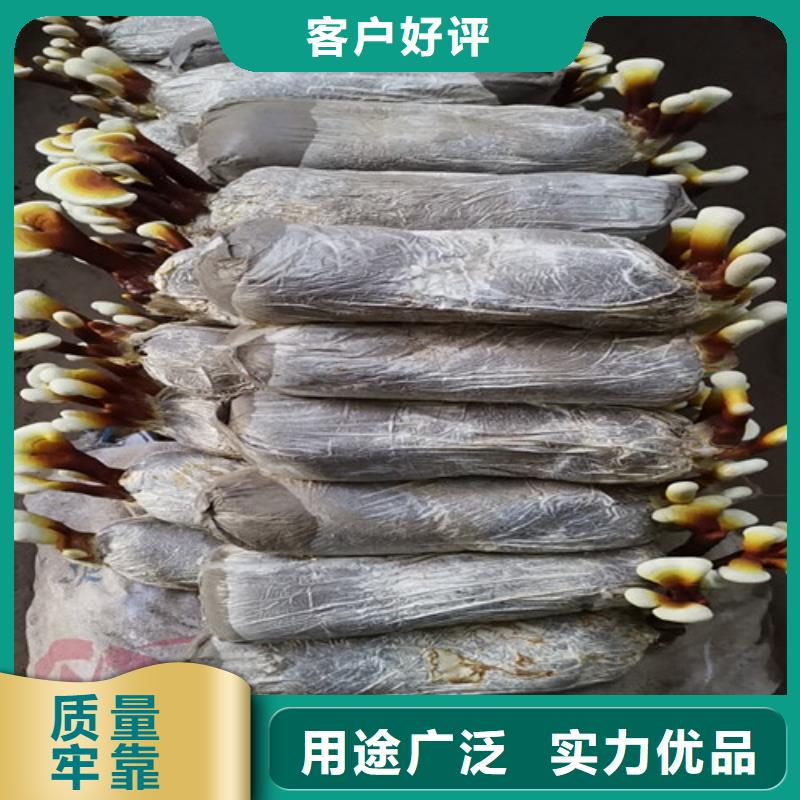 乐东县灵芝菌种正确吃法