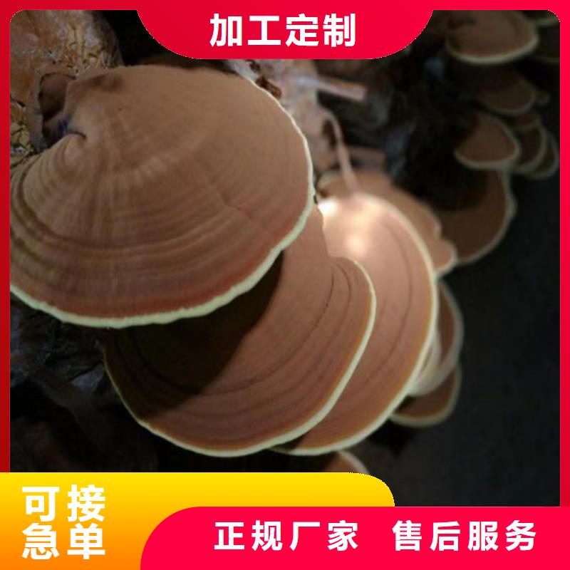 乐东县灵芝菌种正确吃法