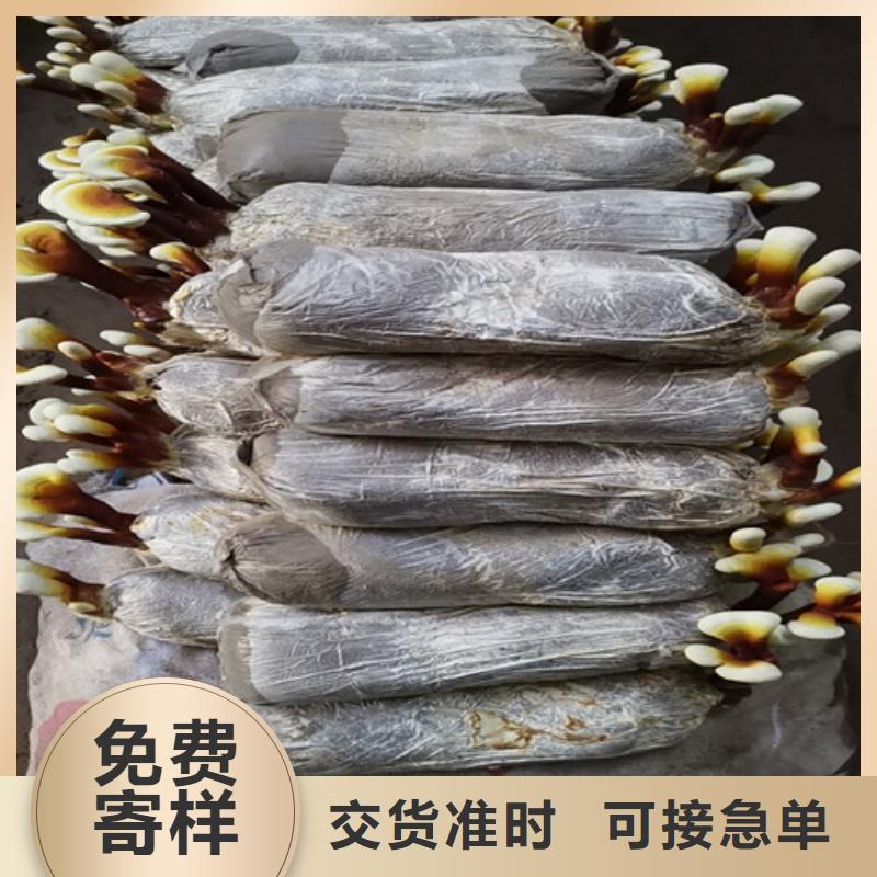 高密新鲜灵芝是什么味道