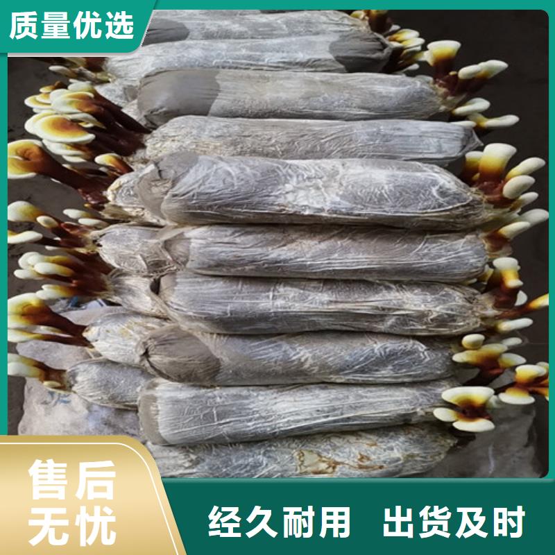 灵芝盆栽质量合格