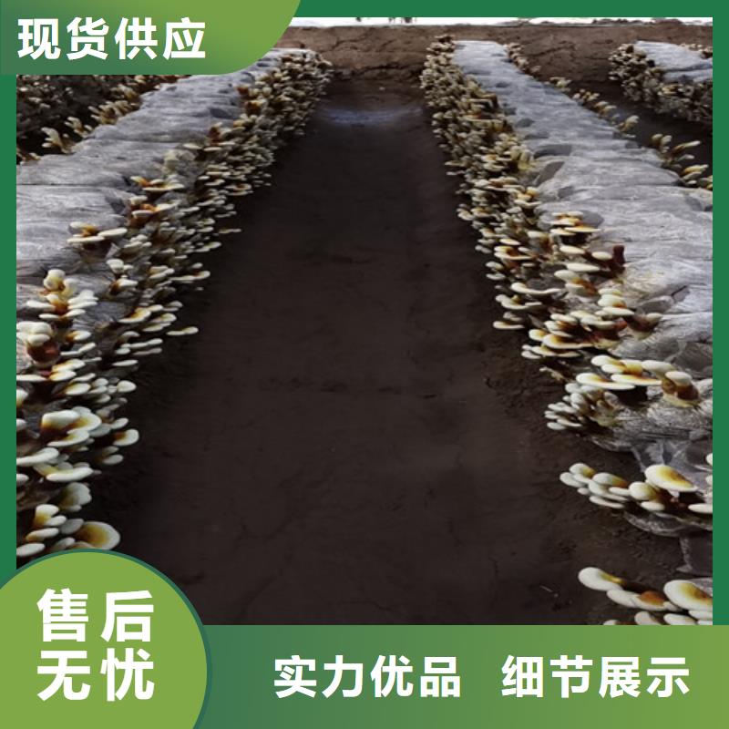 灵芝孢子粉【野生菌灵芝】研发生产销售