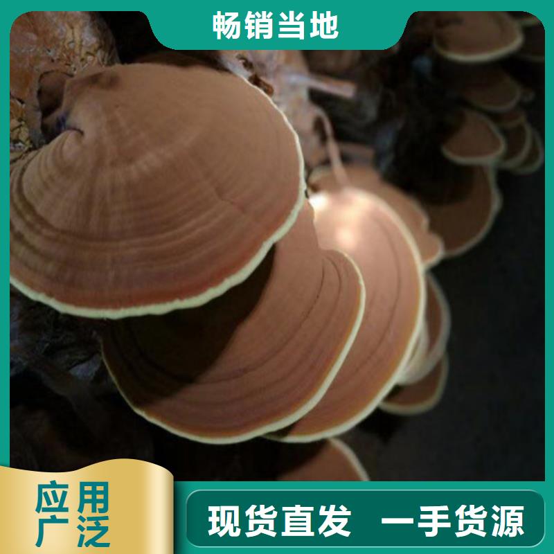 《北京》买云海 灵芝孢子粉大厂生产品质