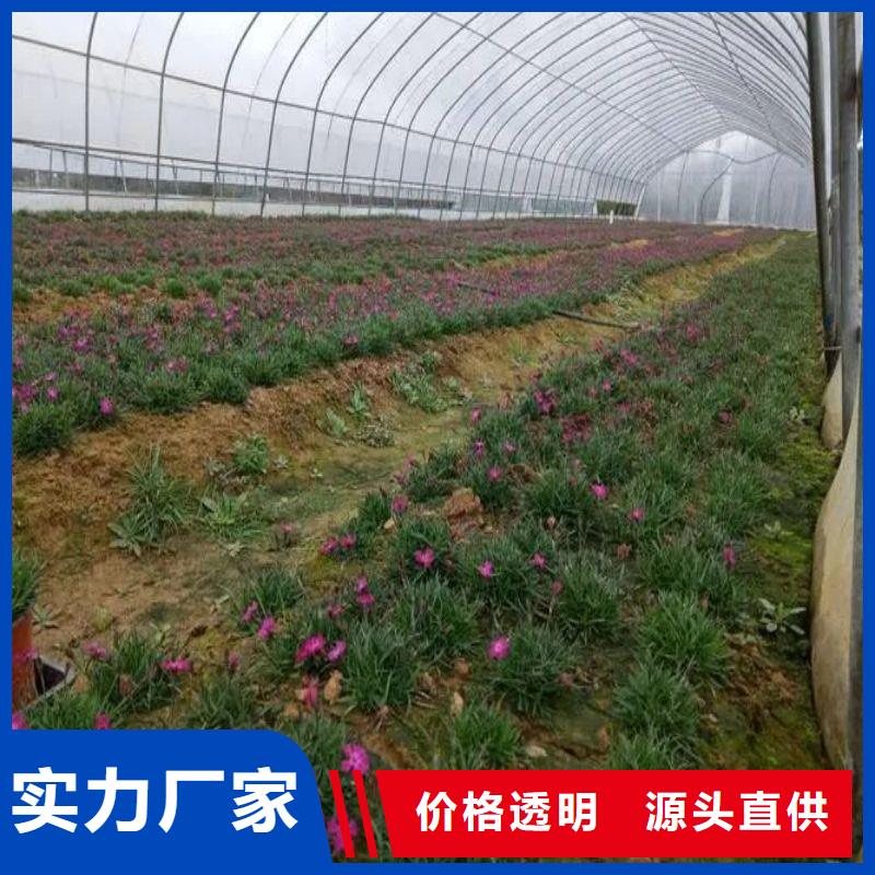 香格里拉县蔬菜大棚骨架机