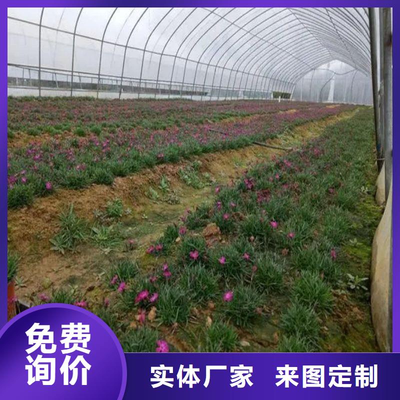 户县连栋大棚种植质量放心2024