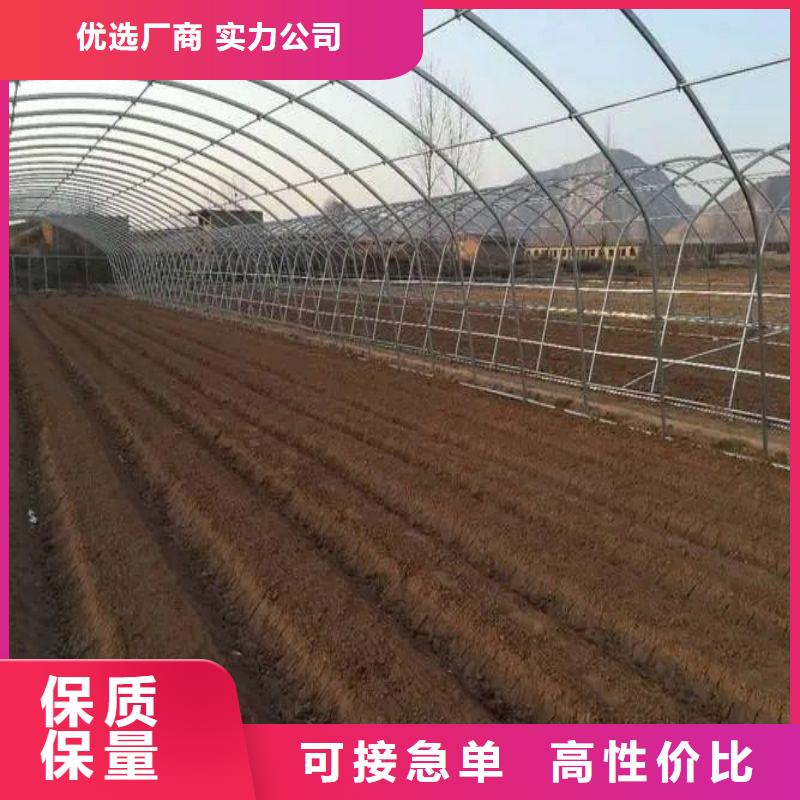 昌江区喷淋系统种植基地