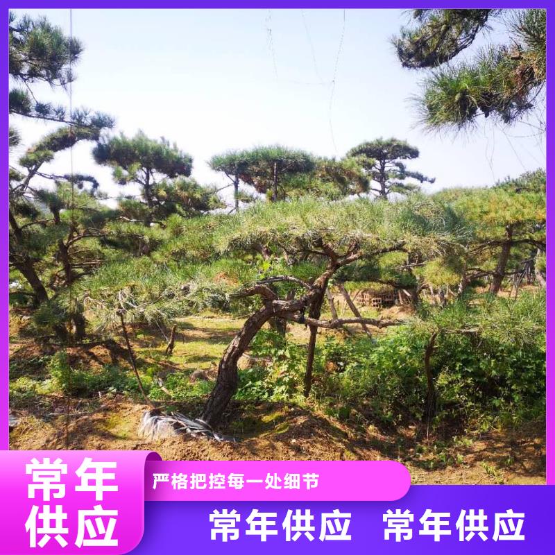 供应批发造型景松-口碑好