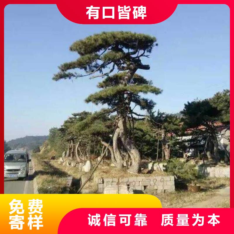 推荐：造型油松生产厂家