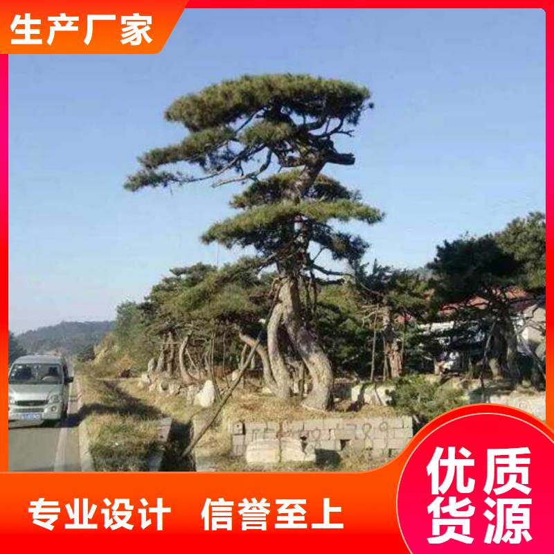 供应批发造型景观松-保质