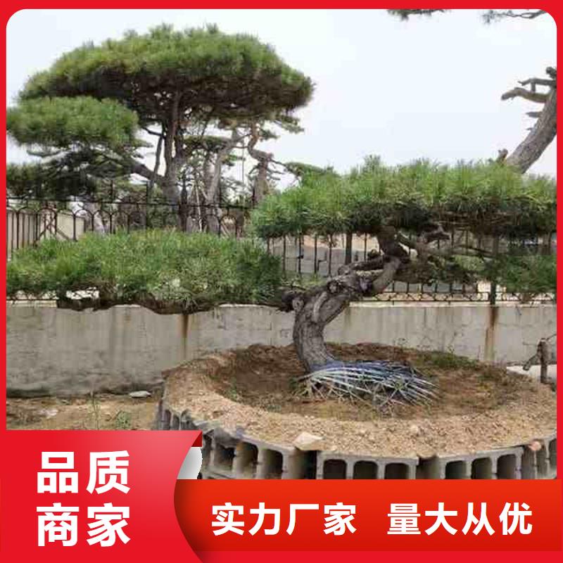 质量可靠的异型松基地