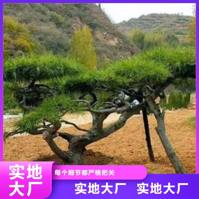 造型黑松种植合作社