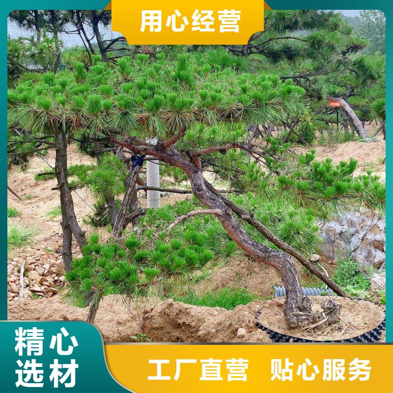 供应批发造型黑松-保质