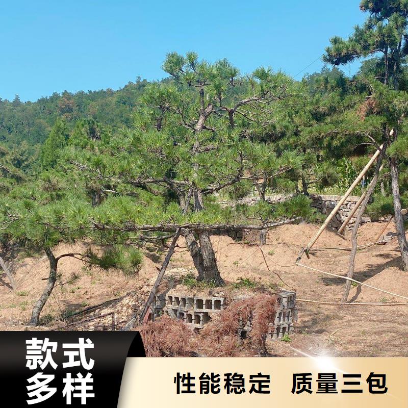 价格合理的泰山松经销商