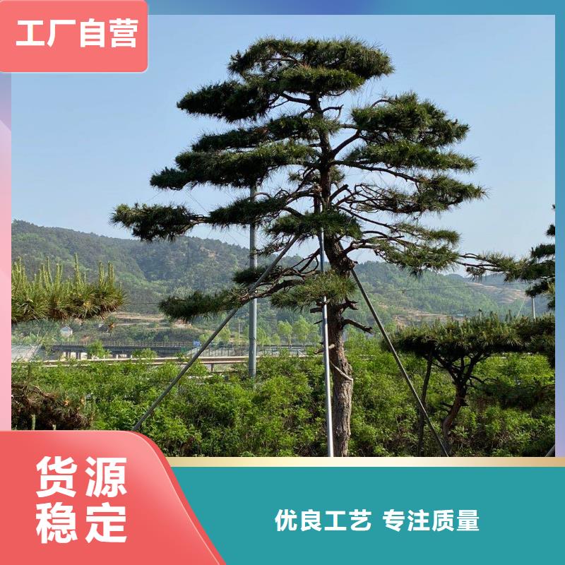 批发平顶松的基地