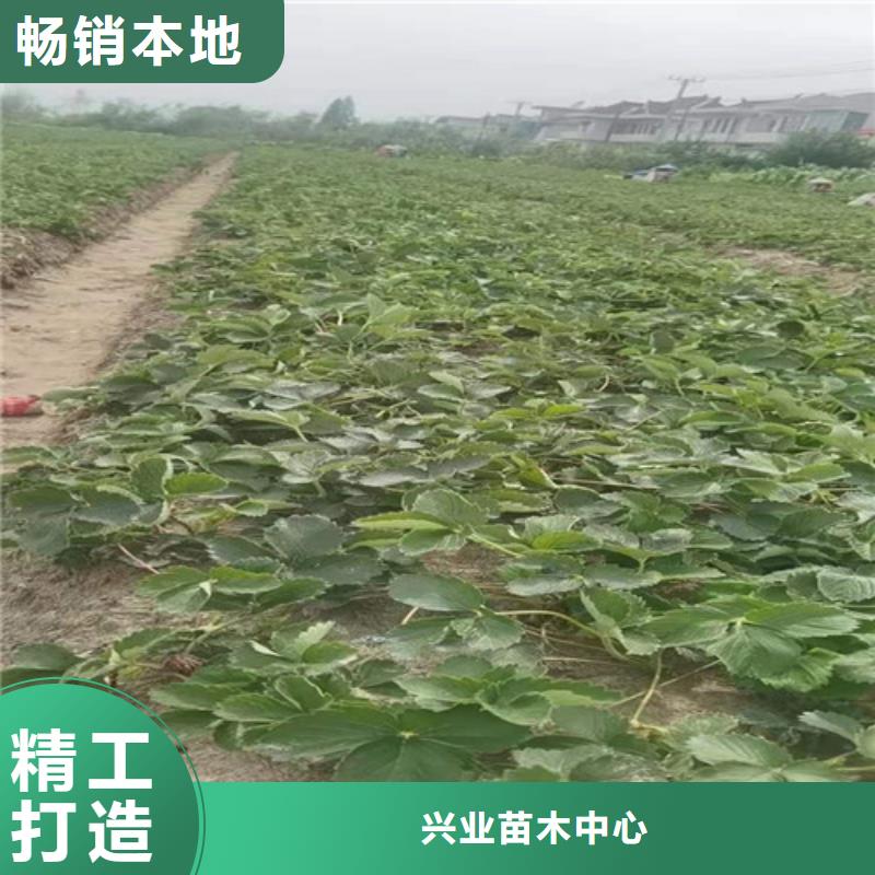 丽雪草莓苗种植基地