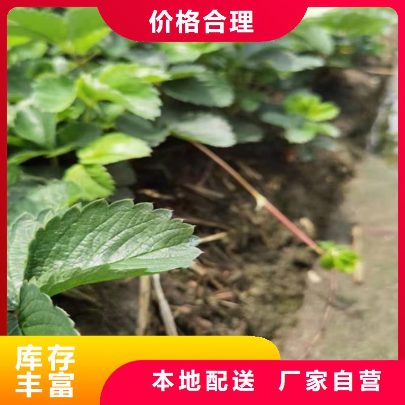 草莓苗梨树苗品质保障售后无忧