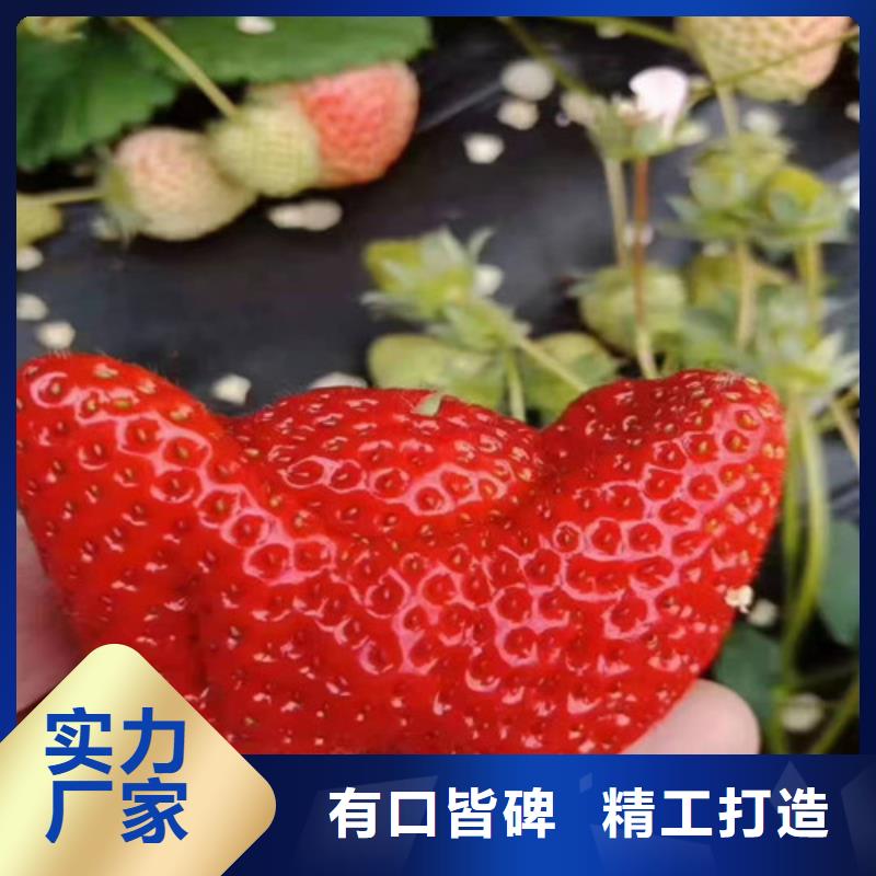 红实美草莓生产苗