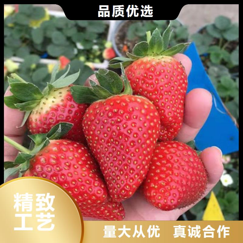 草莓苗质检合格出厂