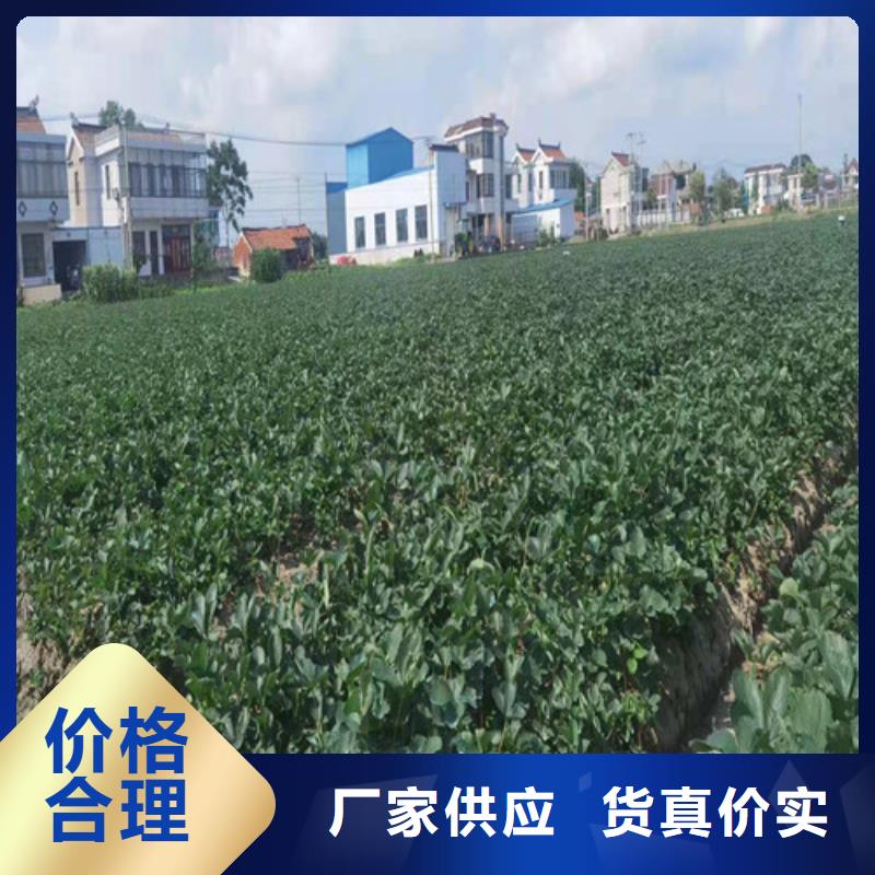 女峰草莓生产苗
