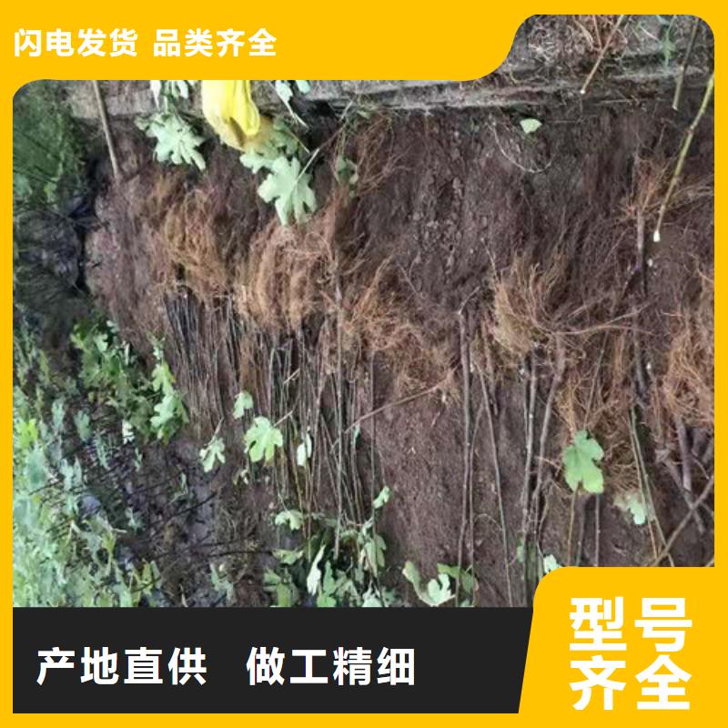 斯特拉无花果树