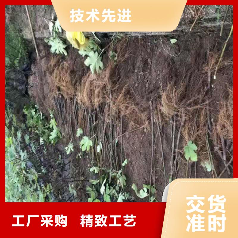 无花果梨树苗专业厂家