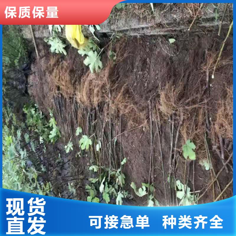 华丽无花果苗几年结果