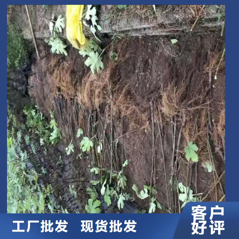 布兰瑞克无花果苗生产基地