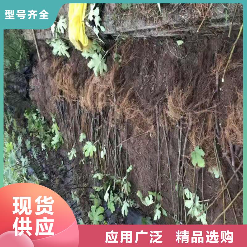 无花果枣树苗诚信经营现货现发