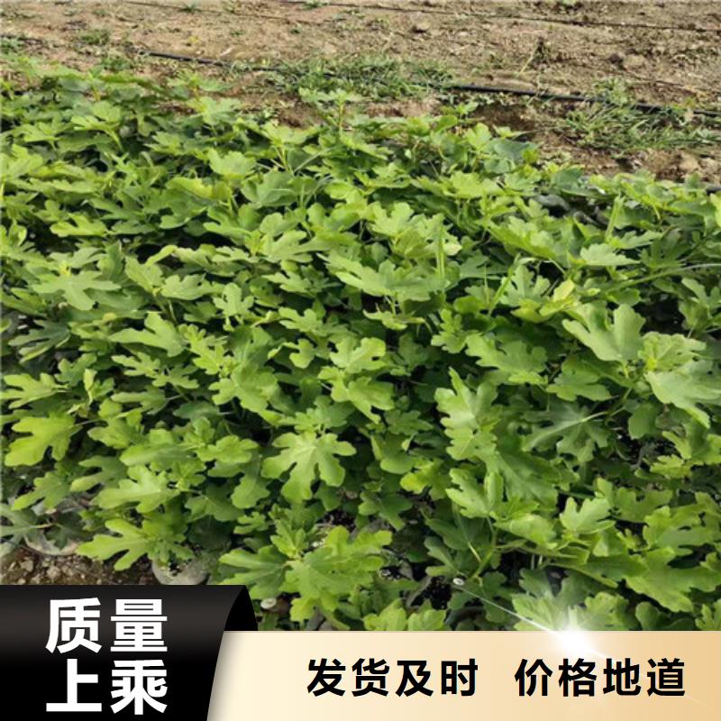 无花果花椒苗厂家供应