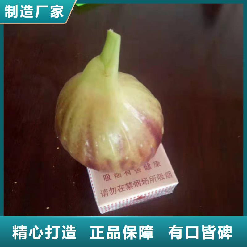 玛斯义陶芬无花果树