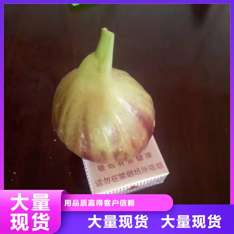 华丽无花果苗