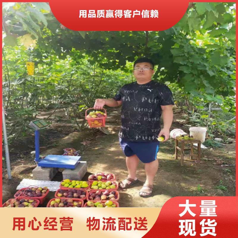 斯特拉无花果树苗基地