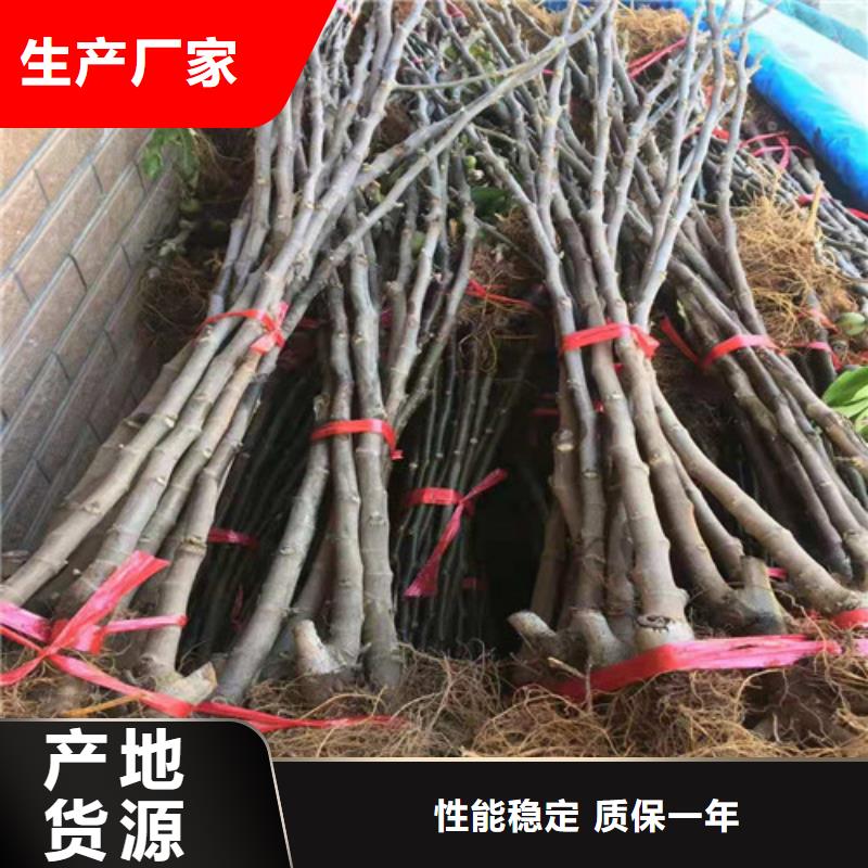 无花果梨树苗值得买
