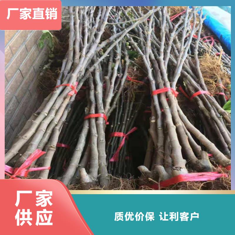 玛斯义陶芬无花果树