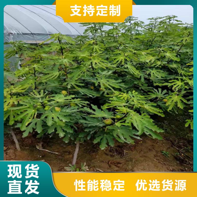 华丽无花果树苗