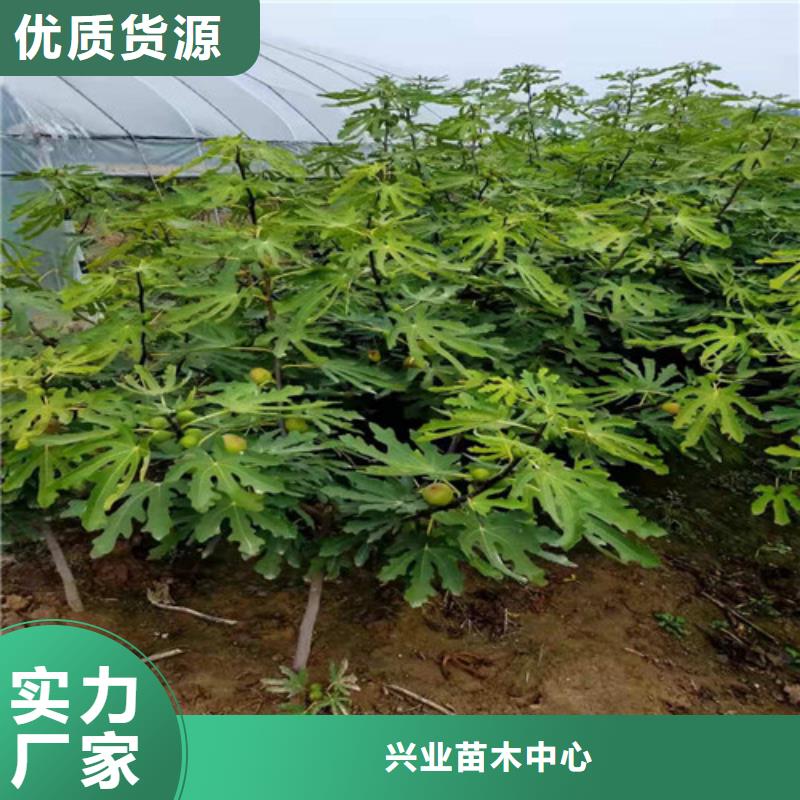 波姬红无花果树苗