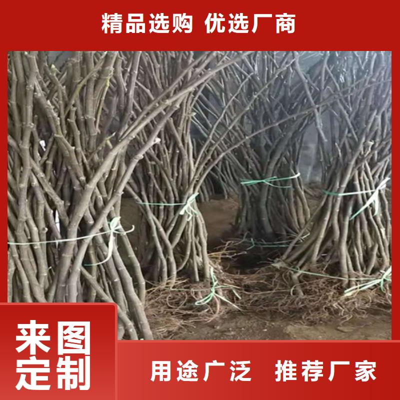 华丽无花果苗