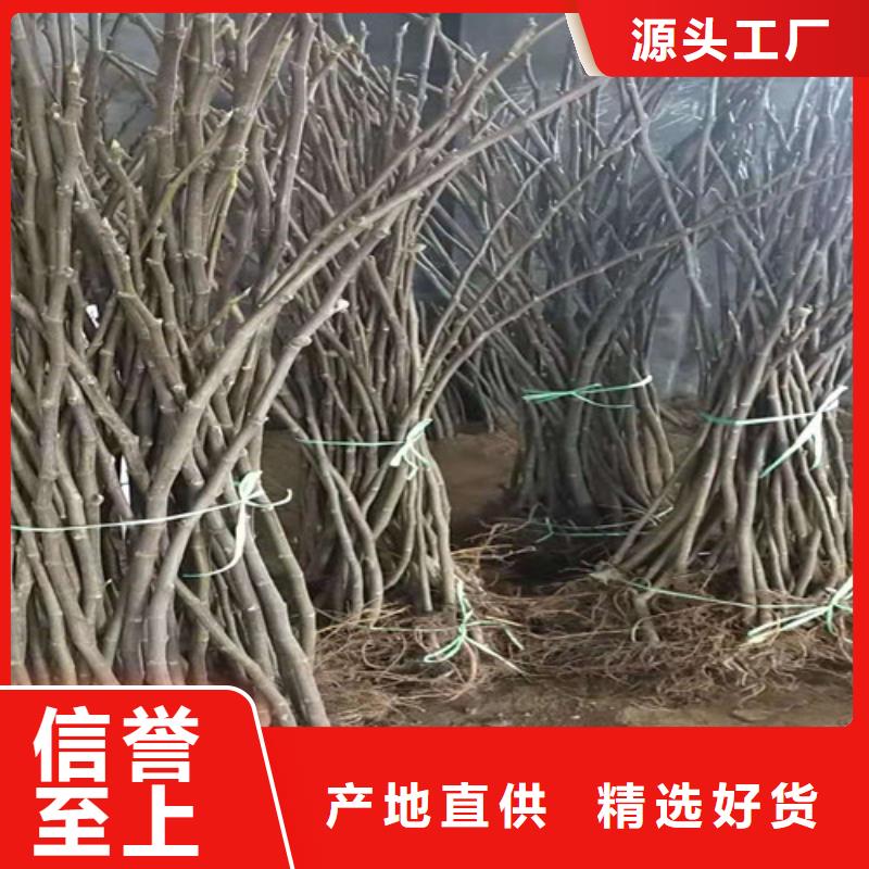 紫果无花果树苗