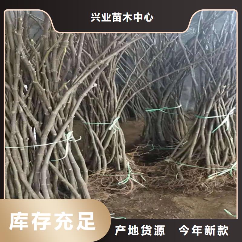 斯特拉无花果树苗基地