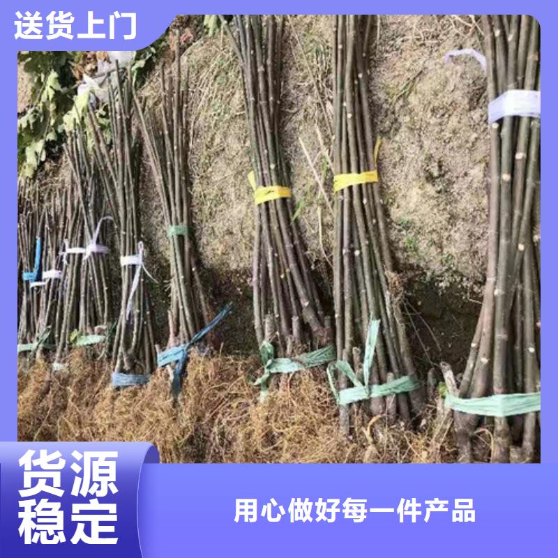 无花果猕猴桃苗实力商家推荐