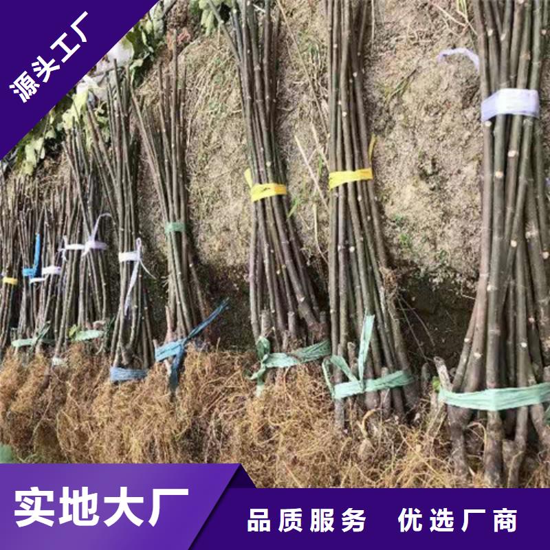 波姬红无花果树苗