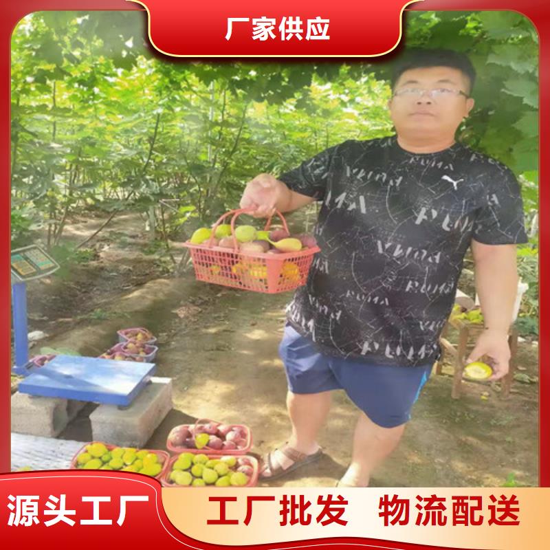 无花果梨树苗价格合理