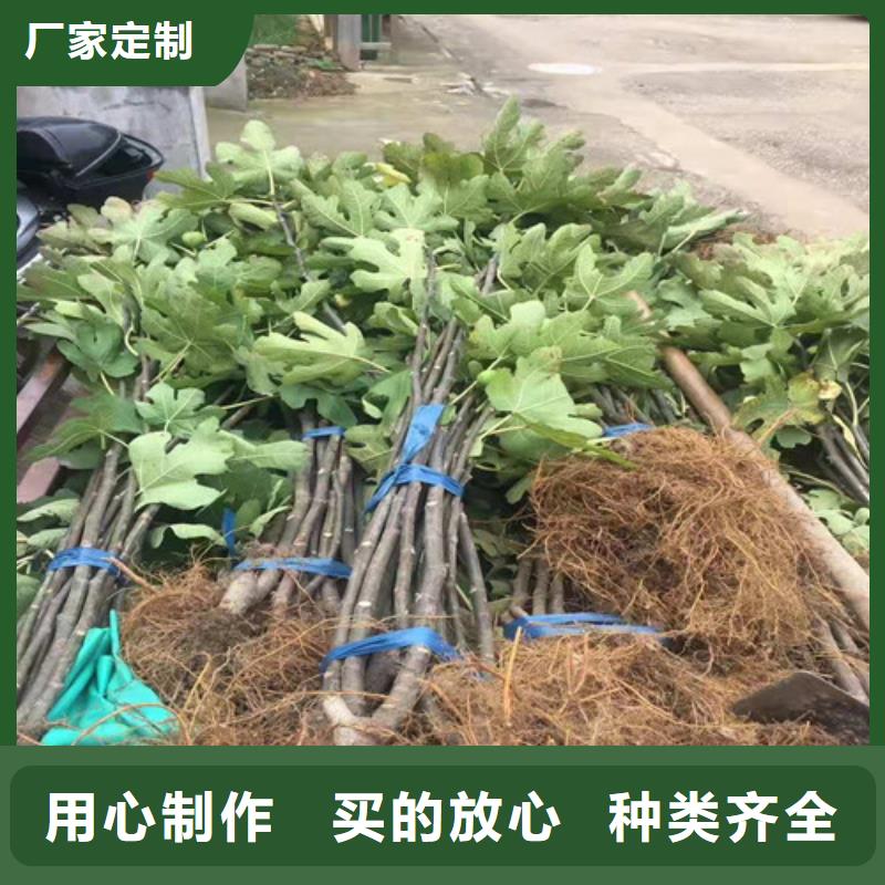 华丽无花果树苗