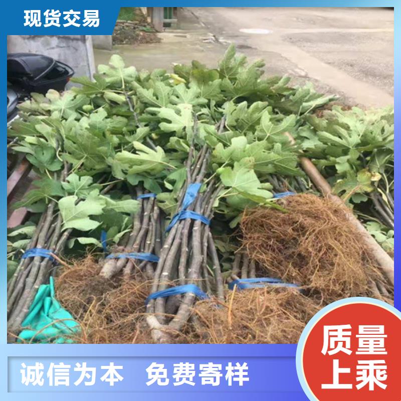 大青皮无花果树苗