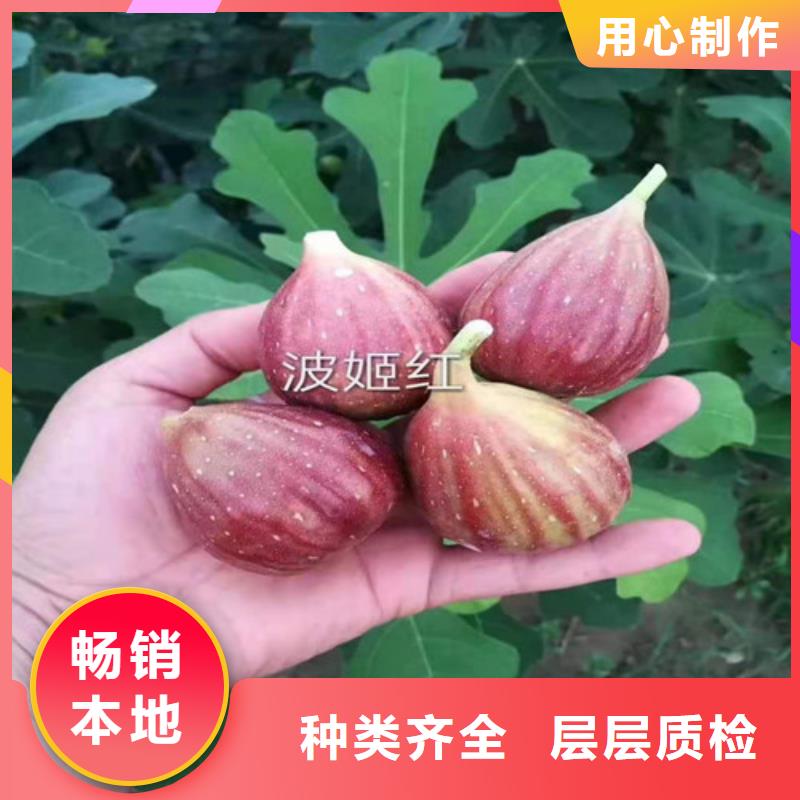 芭劳奈无花果树苗