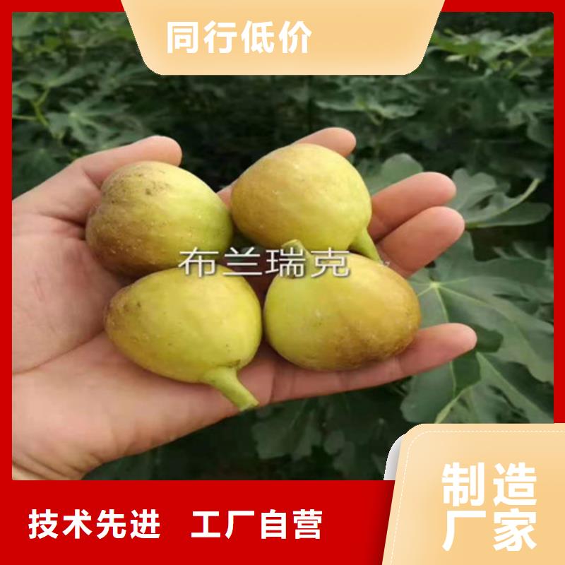 斯特拉无花果枝条